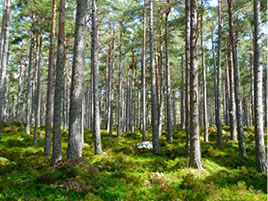 Florestal <span>Floresta e Resinagem</span>