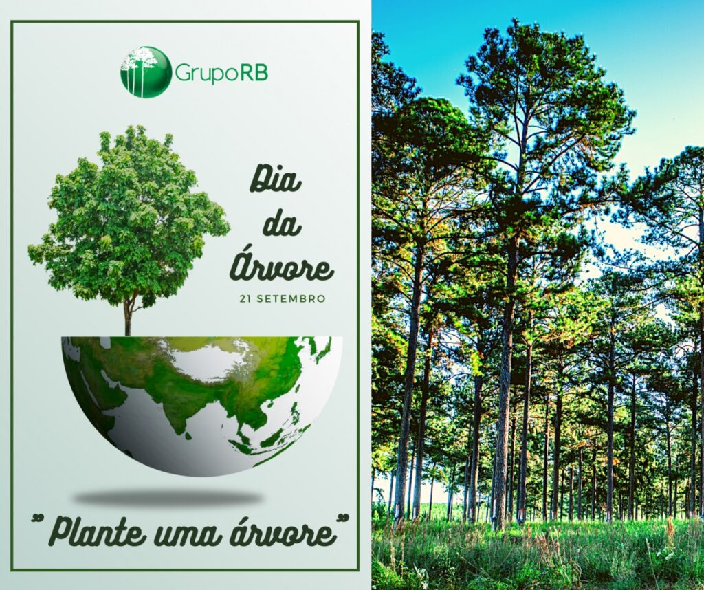 No “Dia da Árvore”, destacamos a importância da Floresta Plantada e seus benefícios